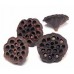 LOTUS PODS Natural (HEADER- OUT OF STOCK